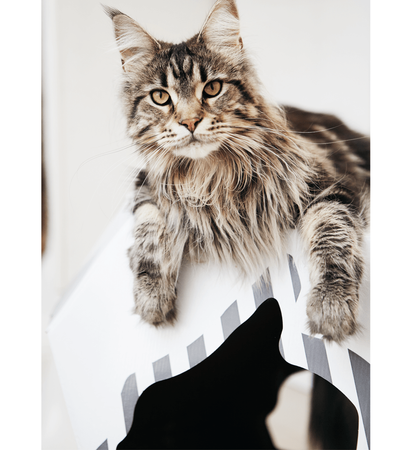 MIA – Katzenhaus mit Kartonmatte