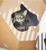MIA – Katzenhaus mit Kartonmatte