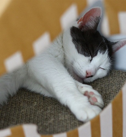 MIA – Katzenhaus mit Kartonmatte