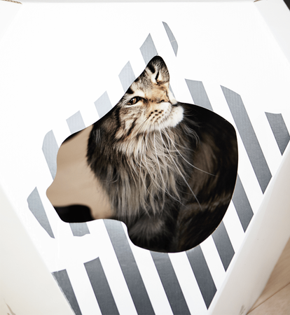 MIA – Katzenhaus mit Kartonmatte